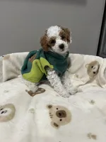 Patch, a male Poodle - Miniature  for sale in Park Forest, IL – 3 of 3