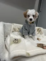 Pongo, a male Poodle - Miniature  for sale in Park Forest, IL – 2 of 4