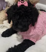 Buttercup , a female Poodle - Miniature  for sale in Park Forest, IL – Photo 2 of 3