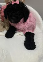 Buttercup , a female Poodle - Miniature  for sale in Park Forest, IL – Photo 3 of 3