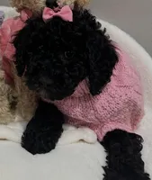 Buttercup , a female Poodle - Miniature  for sale in Park Forest, IL – Photo 1 of 3