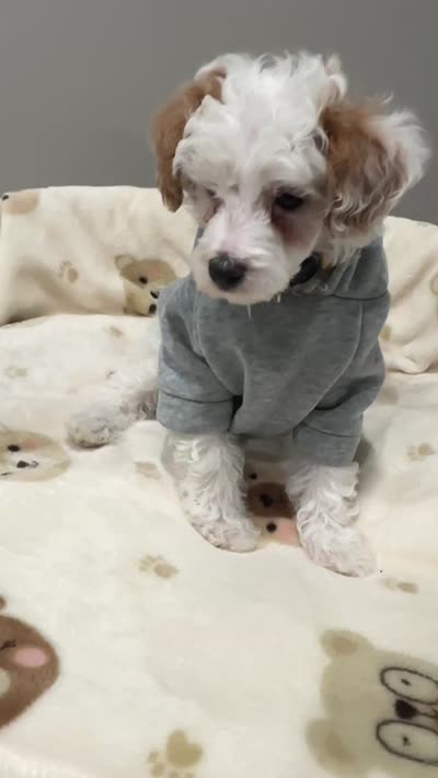 Pongo, a male Poodle - Miniature  for sale in Park Forest, IL – 4 of 4