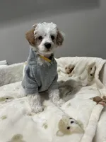 Pongo, a male Poodle - Miniature  for sale in Park Forest, IL – 3 of 4