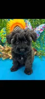 Toy schnauzer , a female Miniature Schnauzer for sale in Park Forest, IL – 2 of 8