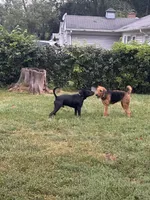 Londyn, a female Airedale Terrier for sale in Park Forest, IL – Photo 6 of 6