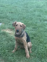 Londyn, a female Airedale Terrier for sale in Park Forest, IL – Photo 4 of 6