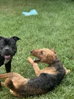 Londyn, a female Airedale Terrier for sale in Park Forest, IL – Photo 3 of 6