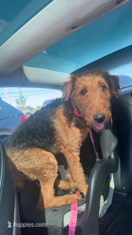 Londyn – Airedale Terrier puppy for sale in Park Forest, IL