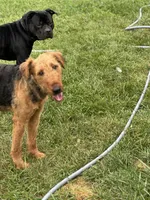 Londyn, a female Airedale Terrier for sale in Park Forest, IL – Photo 5 of 6