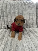 Airedoodle Male, a male Airedale Terrier and Poodle - Standard  for sale in Park Forest, IL – Photo 6 of 6