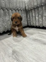 Airedoodle Male, a male Airedale Terrier and Poodle - Standard  for sale in Park Forest, IL – Photo 4 of 6