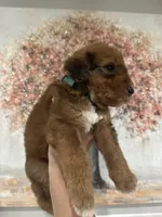 Airedoodle Male, a male Airedale Terrier and Poodle - Standard  for sale in Park Forest, IL – Photo 2 of 6