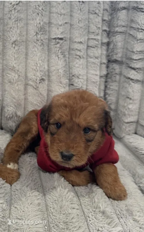Airedoodle Male – Airedale Terrier, Poodle - Standard  puppy for sale in Park Forest, IL