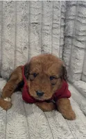 Airedoodle Male, a male Airedale Terrier and Poodle - Standard  for sale in Park Forest, IL – Photo 1 of 6