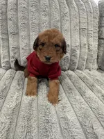 Airedoodle Male, a male Airedale Terrier and Poodle - Standard  for sale in Park Forest, IL – Photo 5 of 6