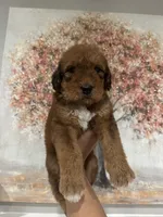 Airedoodle Male, a male Airedale Terrier and Poodle - Standard  for sale in Park Forest, IL – Photo 3 of 6