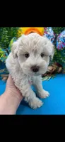 Toy schnauzer , a female Miniature Schnauzer for sale in Park Forest, IL – 3 of 8