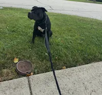 Gideon , a male American Staffordshire Terrier for sale in Park Forest, IL – 4 of 5