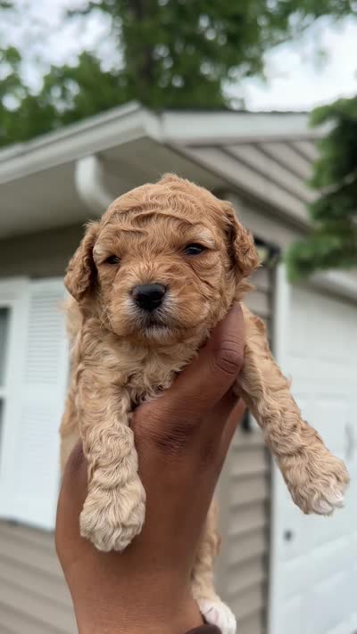 Scooby , a male Poodle - Toy  for sale in Park Forest, IL – 5 of 5