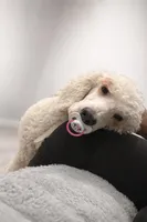 Toby standard adult poodle, a male Poodle - Standard  for sale in Park Forest, IL – 3 of 5
