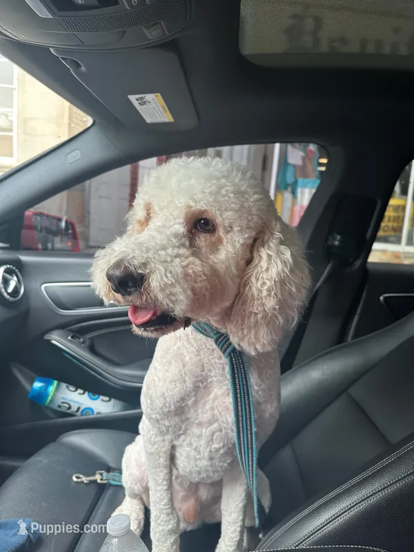 Toby standard adult poodle – Poodle - Standard  puppy for sale in Park Forest, IL