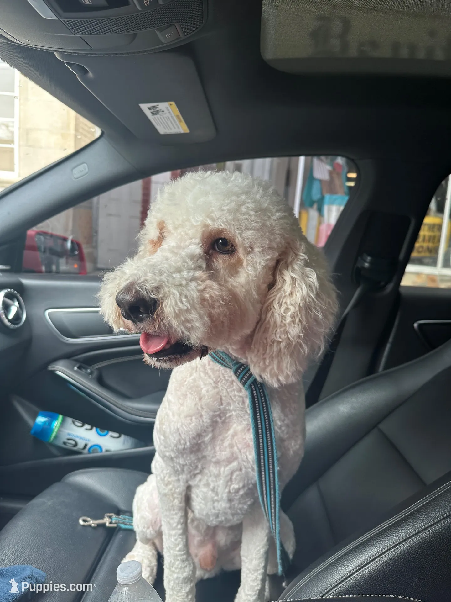 Toby standard adult poodle, a male Poodle - Standard  for sale in Park Forest, IL – 1 of 5