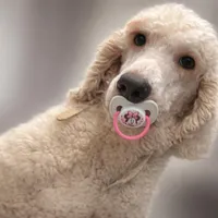 Toby standard adult poodle, a male Poodle - Standard  for sale in Park Forest, IL – 2 of 5