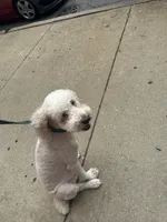 Toby standard adult poodle, a male Poodle - Standard  for sale in Park Forest, IL – 5 of 5
