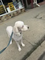 Toby standard adult poodle, a male Poodle - Standard  for sale in Park Forest, IL – 4 of 5