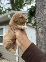 Scooby , a male Poodle - Toy  for sale in Park Forest, IL – 2 of 5