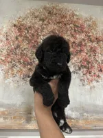Airedoodle Male, a male Airedale Terrier and Poodle - Standard  for sale in Park Forest, IL – Photo 4 of 8