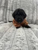 Airedoodle Male, a male Airedale Terrier and Poodle - Standard  for sale in Park Forest, IL – Photo 6 of 8