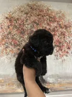 Airedoodle Male, a male Airedale Terrier and Poodle - Standard  for sale in Park Forest, IL – Photo 3 of 8