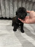 Airedoodle Male, a male Airedale Terrier and Poodle - Standard  for sale in Park Forest, IL – Photo 1 of 8