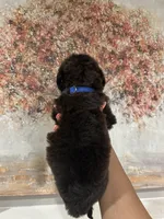 Airedoodle Male, a male Airedale Terrier and Poodle - Standard  for sale in Park Forest, IL – Photo 2 of 8