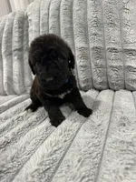 Airedoodle Male, a male Airedale Terrier and Poodle - Standard  for sale in Park Forest, IL – Photo 8 of 8