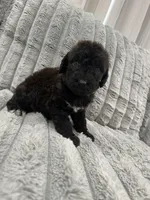 Airedoodle Male, a male Airedale Terrier and Poodle - Standard  for sale in Park Forest, IL – Photo 5 of 8