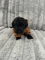 Airedoodle Male, a male Airedale Terrier and Poodle - Standard  for sale in Park Forest, IL – Photo 7 of 8