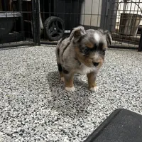 Andy, a male Toy Australian Shepherd for sale in Nocona, TX – Photo 3 of 4