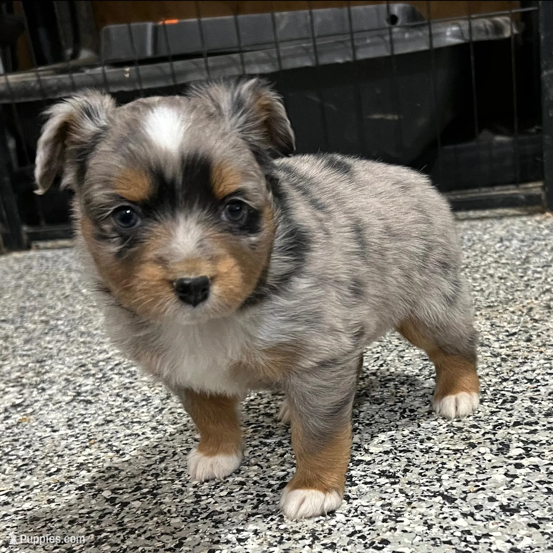 Andy, a male Toy Australian Shepherd for sale in Nocona, TX – Photo 4 of 4