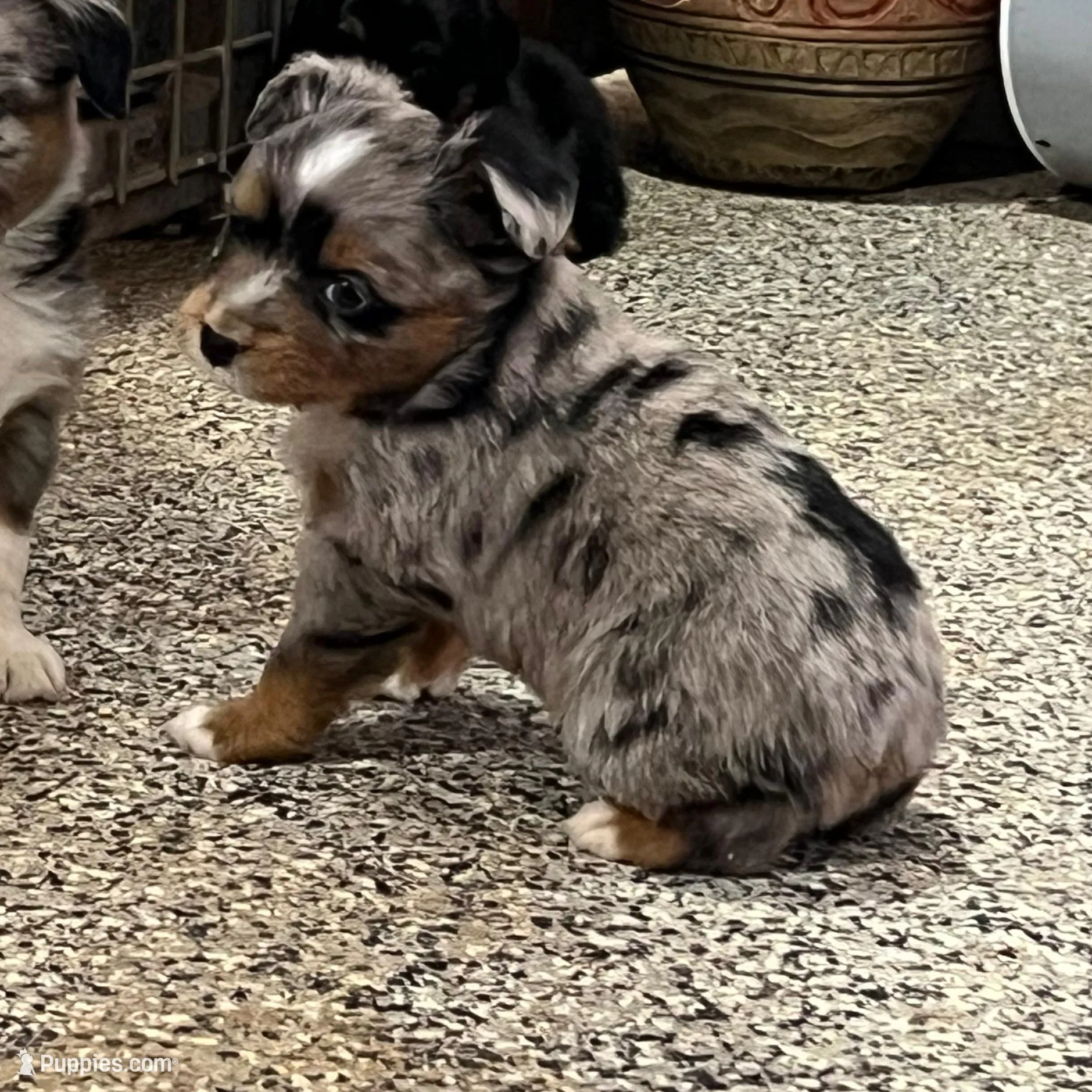 Andy, a male Toy Australian Shepherd for sale in Nocona, TX – Photo 2 of 4