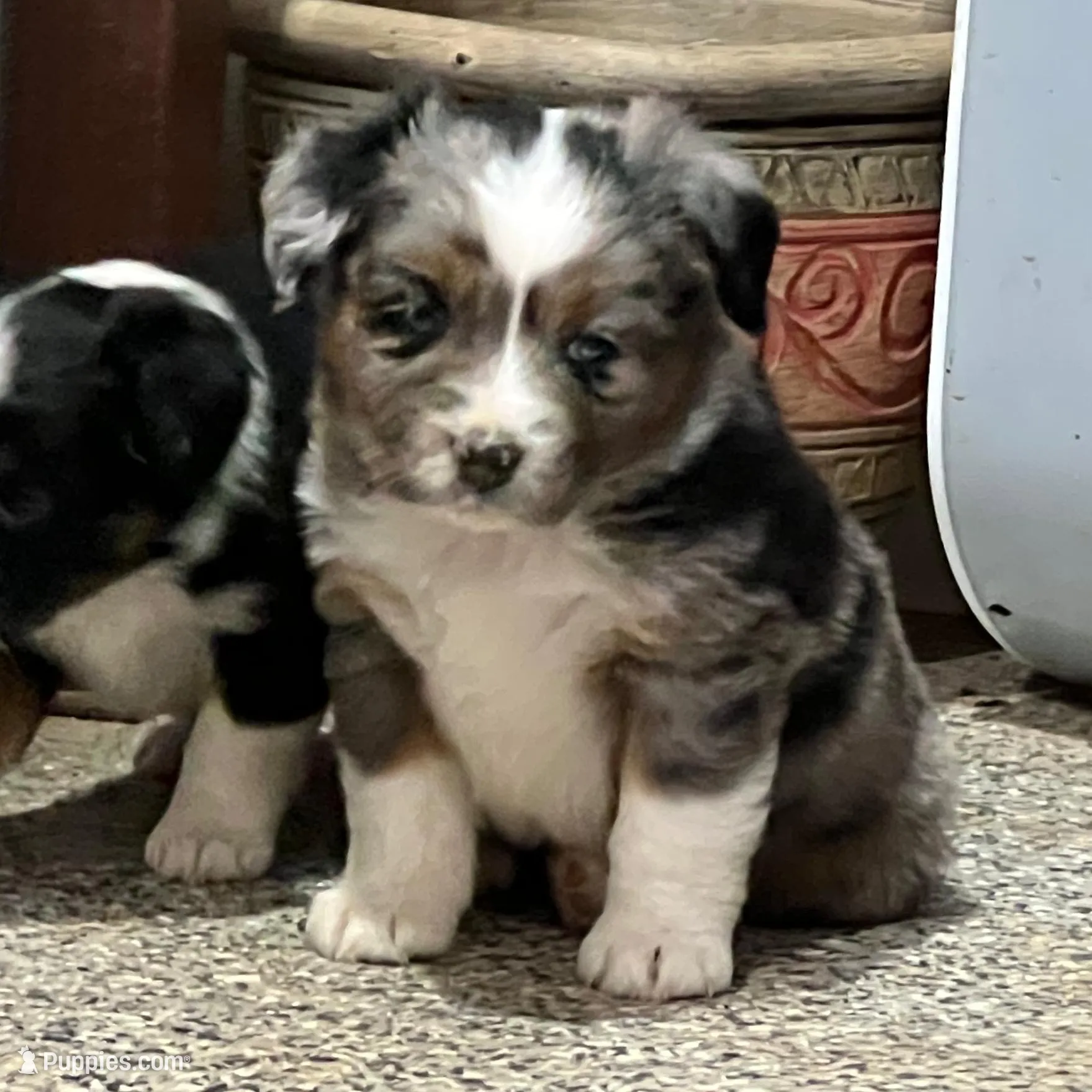 Rambo, a male Toy Australian Shepherd for sale in Nocona, TX – Photo 3 of 4