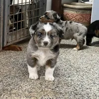Rambo, a male Toy Australian Shepherd for sale in Nocona, TX – Photo 1 of 4