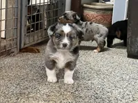 Rambo, a male Toy Australian Shepherd for sale in Nocona, TX – Photo 1 of 4