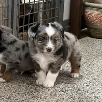 Rambo, a male Toy Australian Shepherd for sale in Nocona, TX – Photo 2 of 4