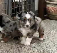 Rambo, a male Toy Australian Shepherd for sale in Nocona, TX – Photo 2 of 4
