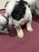 Female, a female Australian Cattle Dog for sale in Nocona, TX – Photo 2 of 2