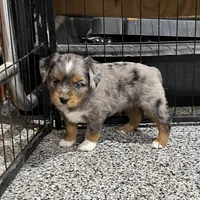 Jax, a male Toy Australian Shepherd for sale in Nocona, TX – Photo 3 of 6