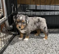 Jax, a male Toy Australian Shepherd for sale in Nocona, TX – Photo 3 of 6