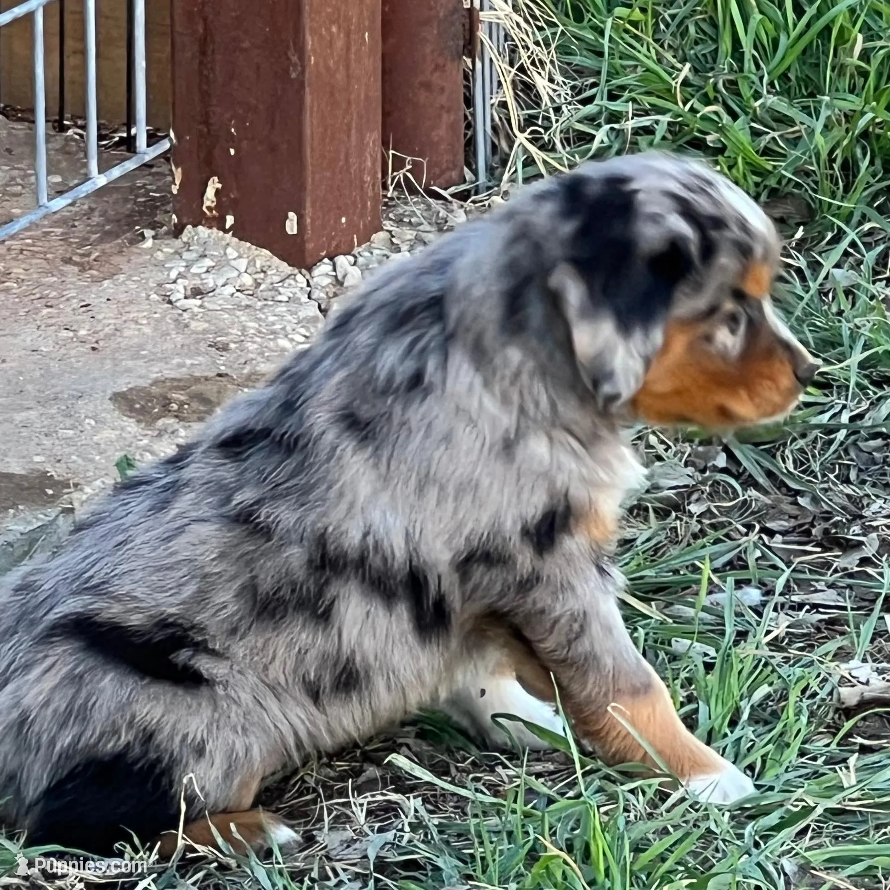 Jax, a male Toy Australian Shepherd for sale in Nocona, TX – Photo 2 of 6